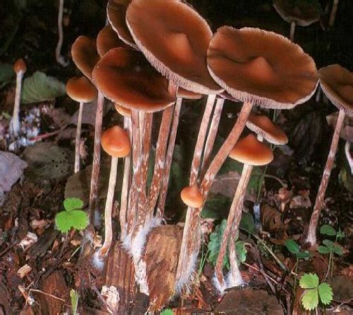 Psilocybe Azurescens Mushroom Guide A Comprehensive Overview Thick