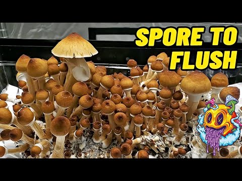 Spore To Flush - All In One Mushroom Bag | Complete Beginner's Guide To Growing Mushrooms