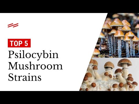 The 5 Most Popular Psilocybin Mushroom Strains