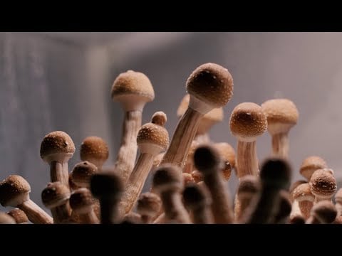 GOLDEN TEACHER (mushroom growing TIME LAPSE)