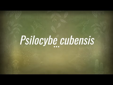 Caine Barlow - An introduction to Psilocybe cubensis