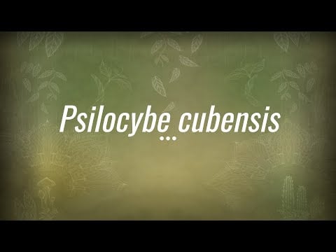 Caine Barlow - An introduction to Psilocybe cubensis