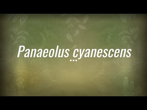 Caine Barlow - An introduction to Panaeolus cyanescens