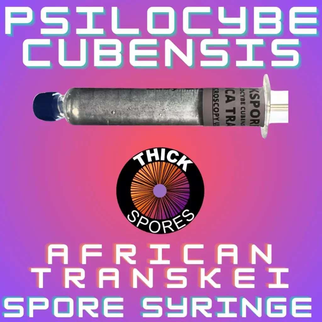 South Africa Transkei Spores For Sale - South Africa Transkei Spore Syringe