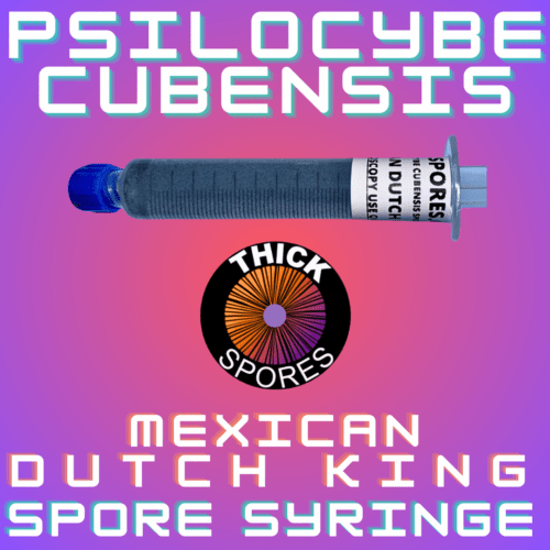 Mexican Dutch King Spore Syringe