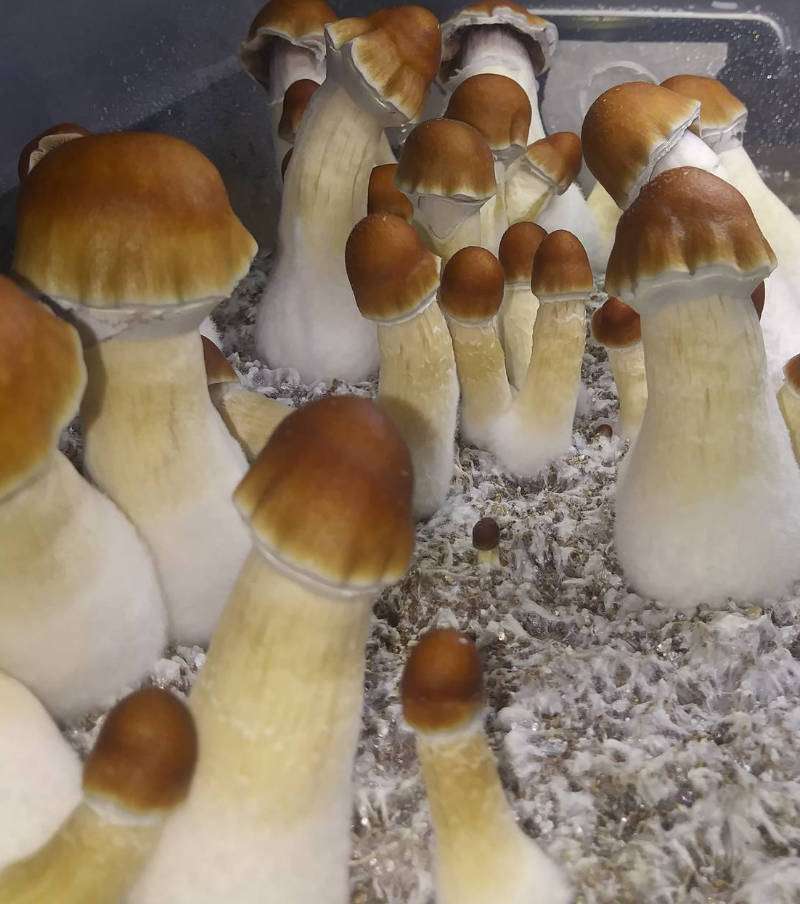 most valued producer (M.V.P.) Mushrooms
