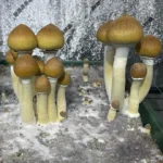 africa transkei mushrooms