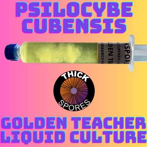 Golden Teacher Liquid Culture Syringe