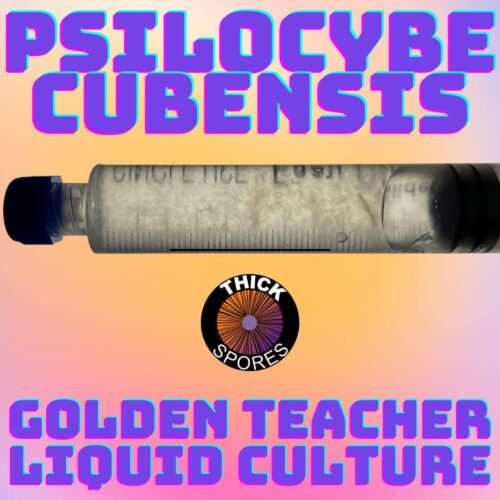 golden teacher liquid culture syringe