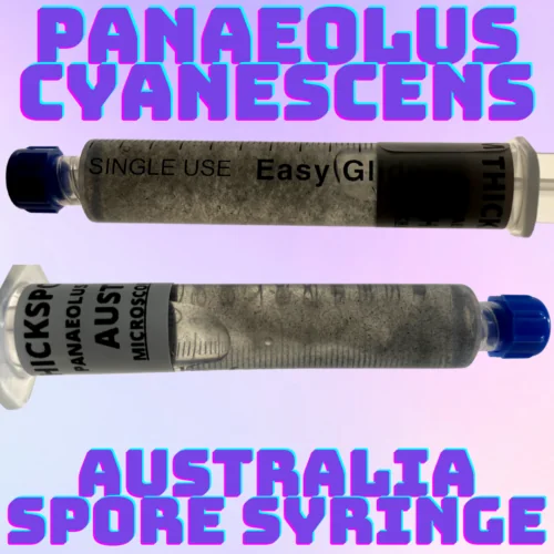 panaeolus cyanescens australia spore syringe