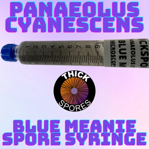 panaeolus cyanescens blue meanie spore syringe