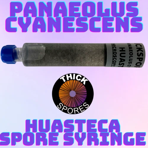 panaeolus cyanescens huasteca spore syringe