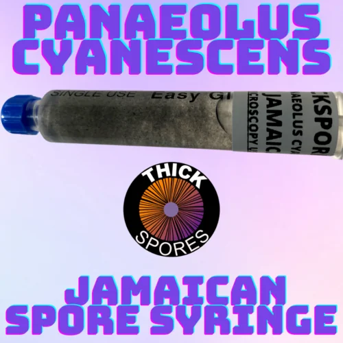 panaeolus cyanescens Jamaican spores syringe