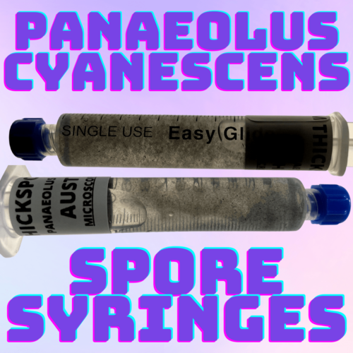 Panaeolus Cyanescens Spores