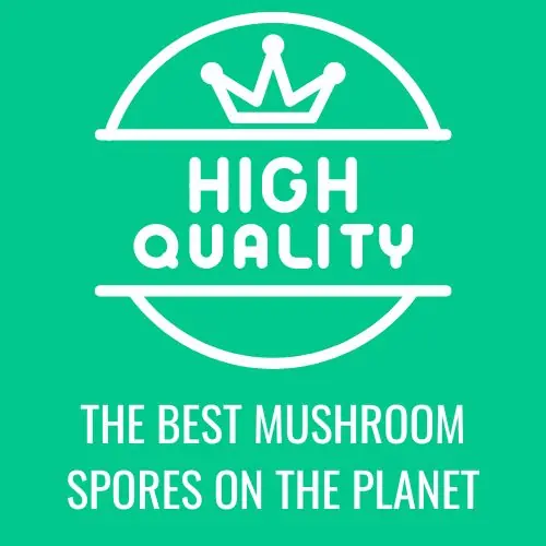 Home magic mushroom spores,psilocybin muhsroom spores,spore syringe