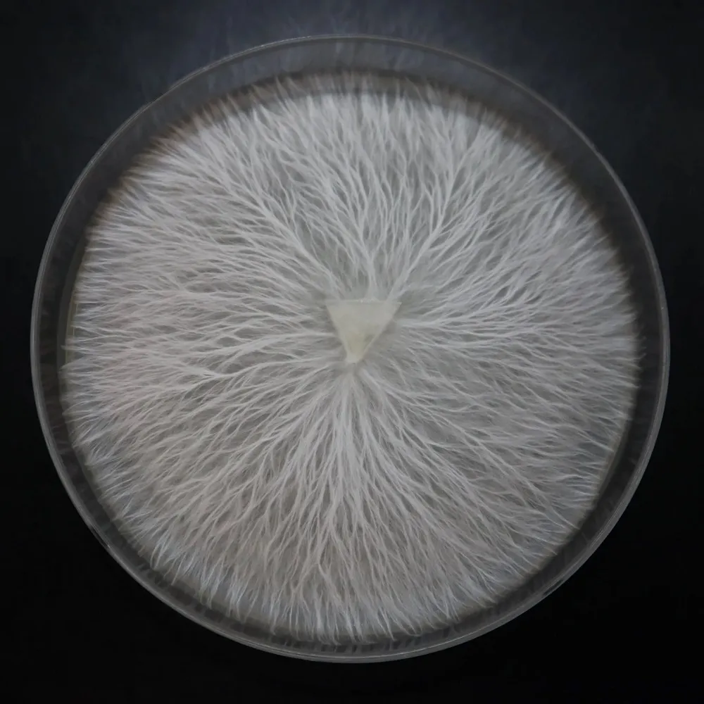 agar petri dish with psilocybe cubensis mycelium growing on the agar