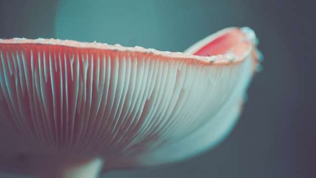 mushroom spores on gills