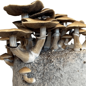 psilocybe cubensis mushrooms