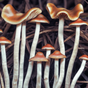 psilocybe cyanescens mushrooms