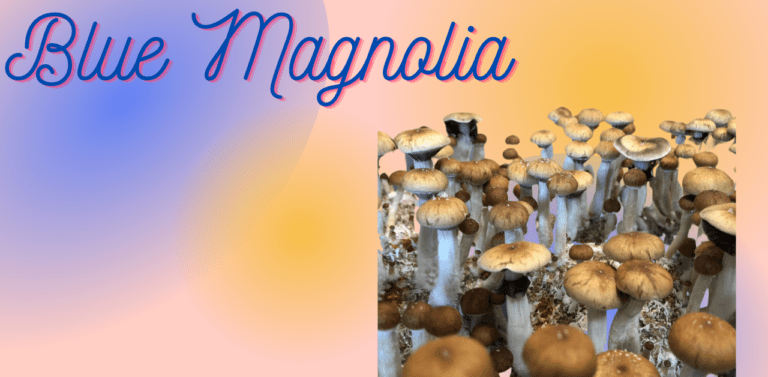 blue magnolia mushrooms