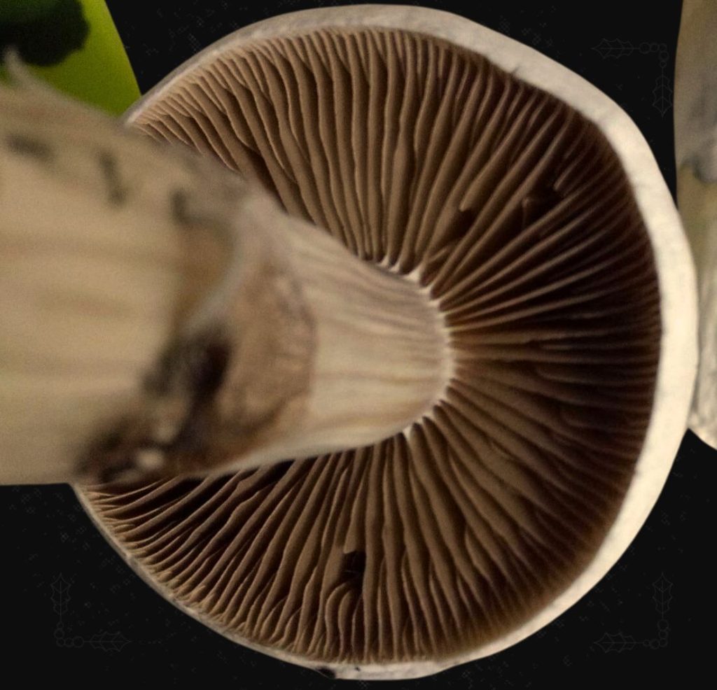 Rusty whyte mushroom gills and spores