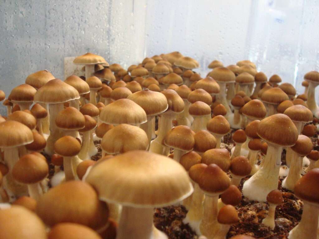 texas orange cap mushrooms