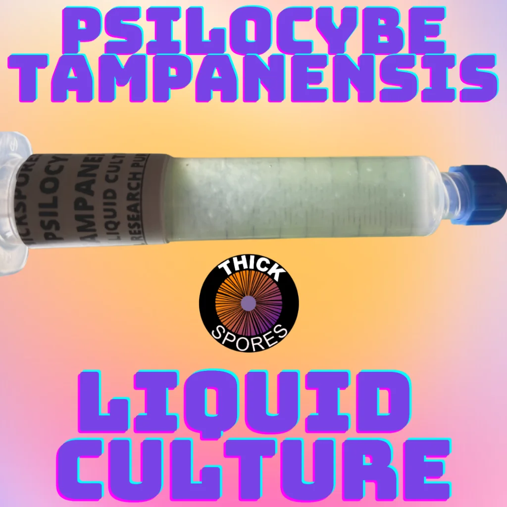 Psilocybe Cyanescens Wavy Cap Liquid Culture Syringe • Thick Spores