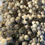 Panaeolus Cambodginiensis Sandose strain mushrooms