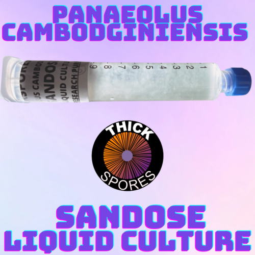 Panaeolus Cambodginiensis Sandose Liquid Culture Syringe