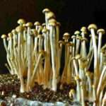 Panaeolus Cambodginiensis 'Sandose' mushrooms