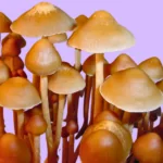 psilocybe mexicana strain a mushrooms