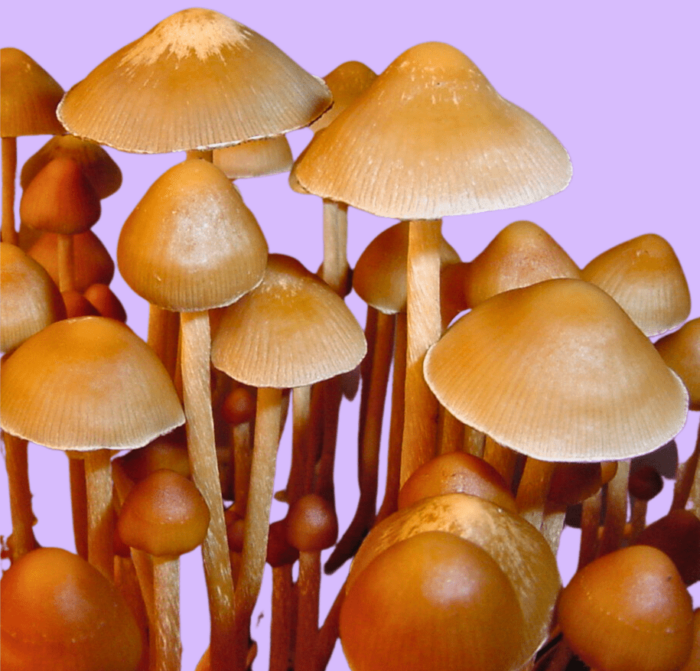 psilocybe mexicana strain a mushrooms