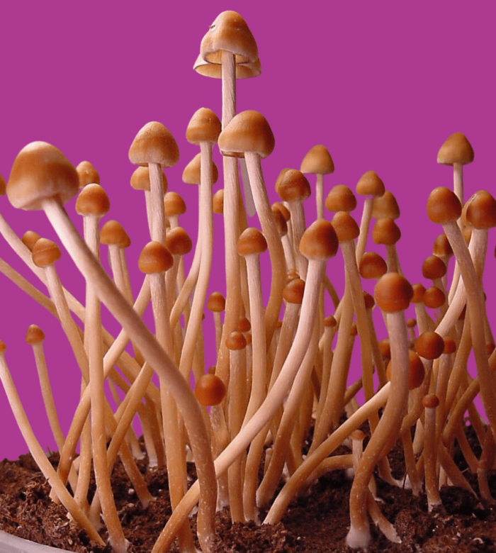 psilocybe mexicana strain a mushrooms