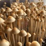 psilocybe tampanensis mushrooms