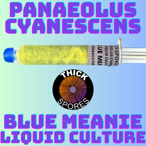 Blue Meanie Liquid Culture Syringe