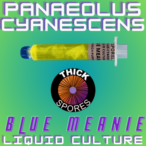 Blue Meanie Liquid Culture Syringe