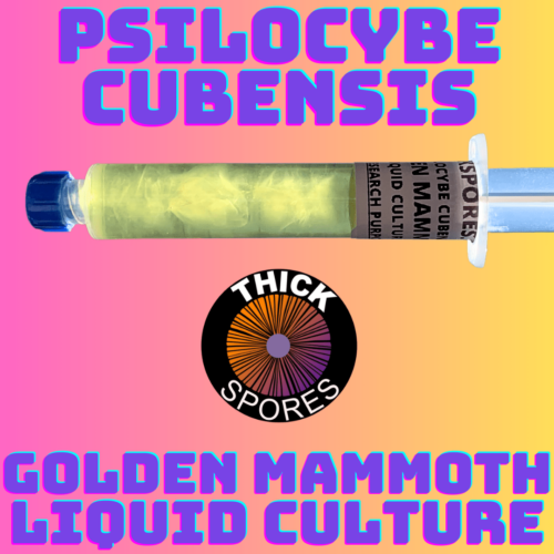 Golden Mammoth Liquid Culture Syringe