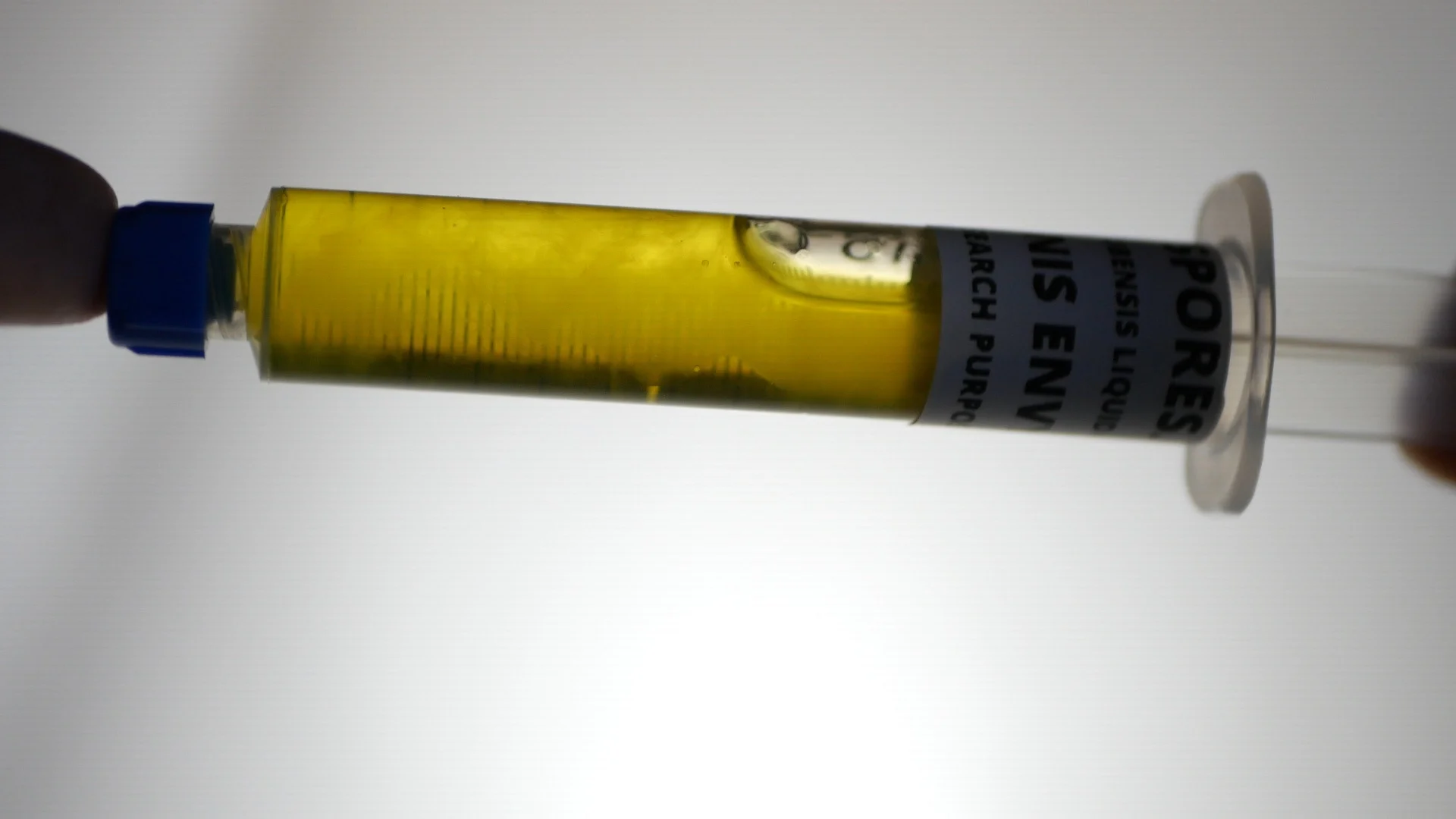 panaeolus cyanescens estero mushroom liquid culture syringe product video thumbnail