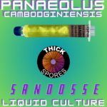 Sandose Liquid Culture Syringe