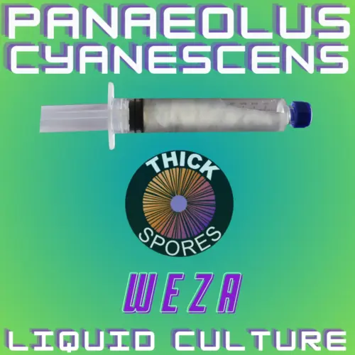 Panaeolus Cyanescens Weza Liquid Culture 10cc