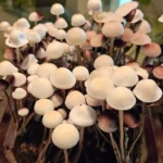 panaeolus cyanescens alabama magic mushrooms