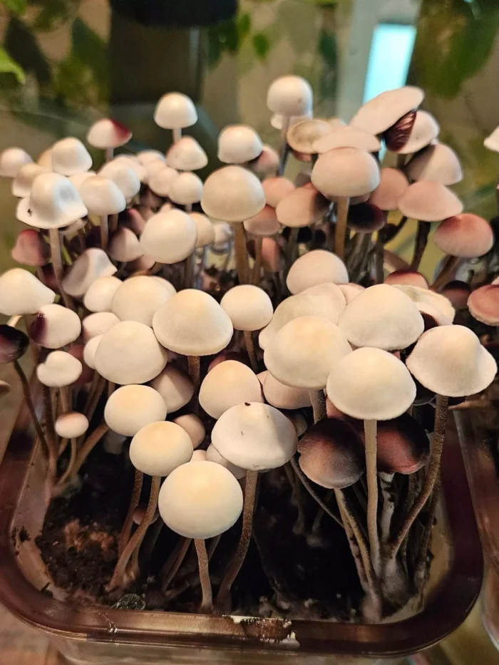 panaeolus cyanescens alabama magic mushrooms