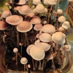 panaeolus cyanescens alabama magic mushrooms