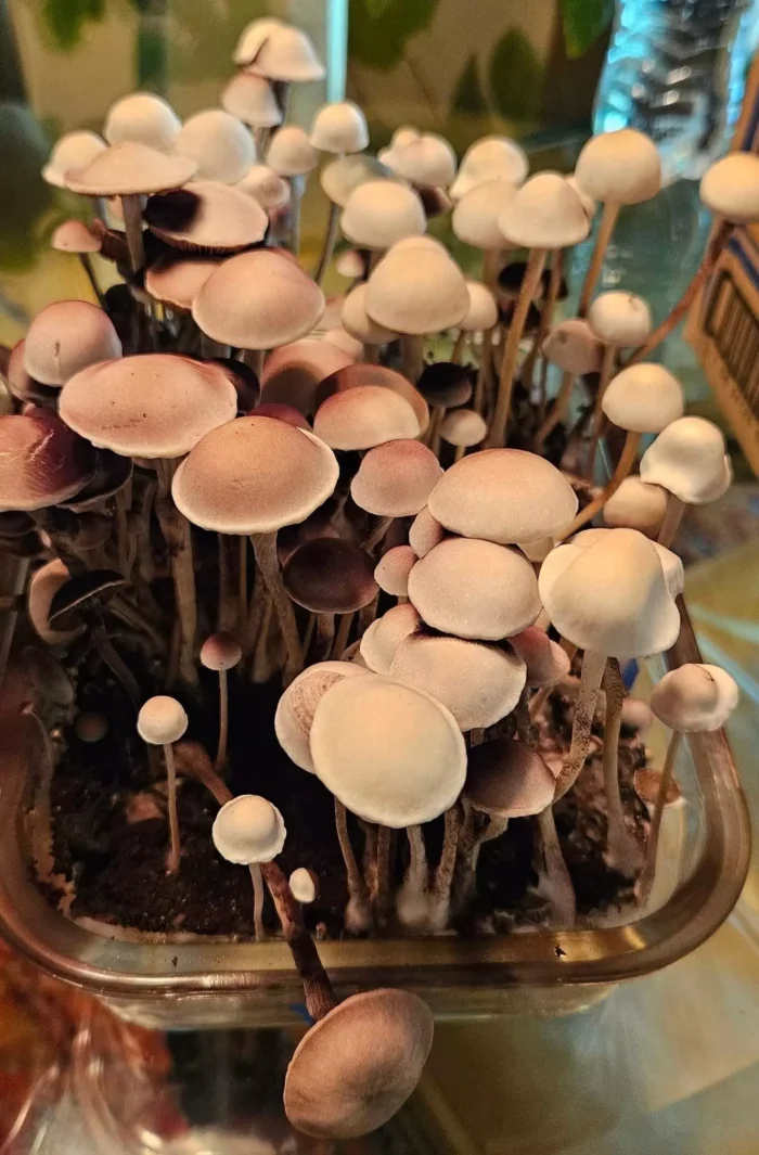 panaeolus cyanescens alabama magic mushrooms