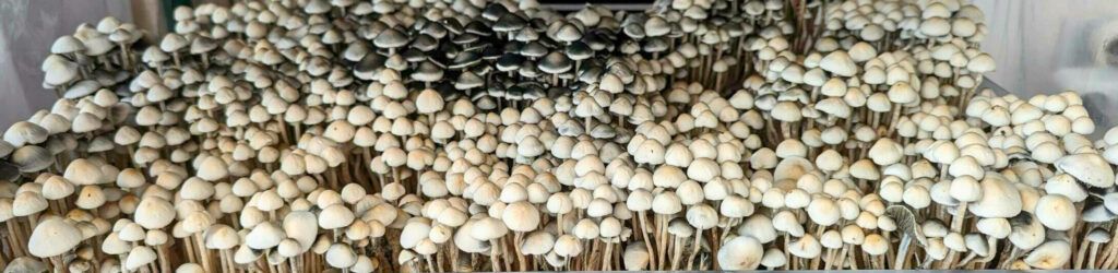 panaeolus cyanescens TTBVI mushrooms