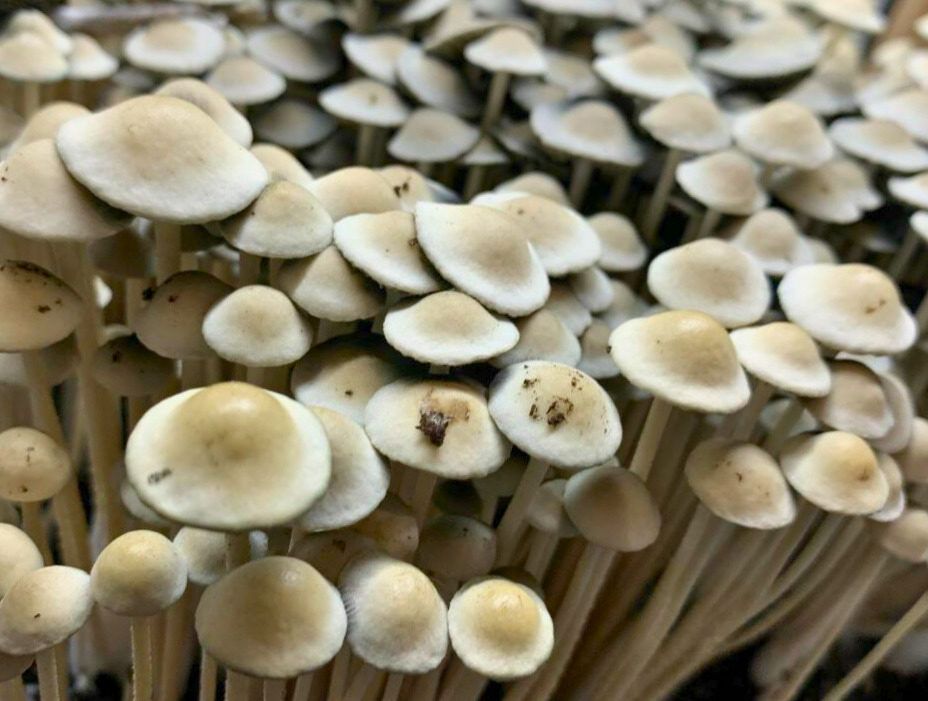 panaeolus cyanescens mushrooms close up