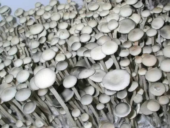 panaeolus cyanescens mushrooms