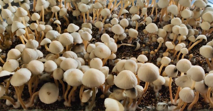 panaeolus cyanescens mezcala mushrooms