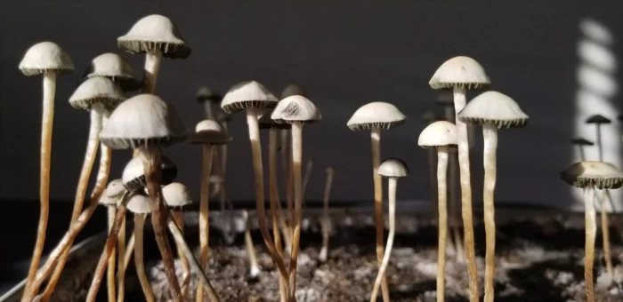 panaeolus cyanescens huasteca mushrooms