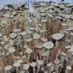 panaeolus cyanescens TTBVI mushrooms